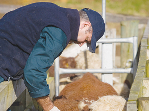 The new Vets on Farm initiative will help fund local veterinarians to provide on-farm advice and support.