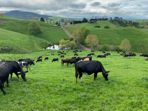 The on-farm auction (which will also be live-streamed) of around 120 cows will take place at midday on November 16 at Stony Creek Farm.