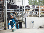 Dairy farmers let down by Government immigration decision