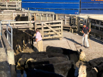 Saleyard auction restarts