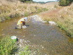 Freshwater crayfish still around