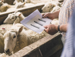 China remains the biggest market for NZ sheepmeat. Photo Credit: Kieran Scott.