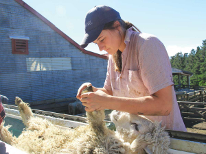 NZ Merino project manager Emma Wilding inspects merino sheep for footrot. Photo: Supplied.