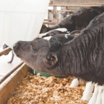 Close to the real thing!