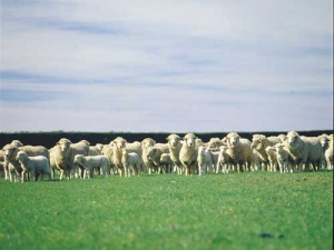 Mangarata Farm is looking at gains from producing more quality finishing lambs.