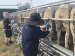 Central Canterbury farmer, Joe Catherwood, now has a milking mob of up to 1,000 ewes. Photo Credit: Kim Lewis