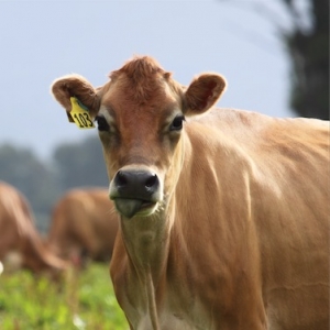 Many farmers will struggle to meet new cooling regulations