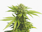 Industrial Hemp Regulations Revoked as New Zealand Opens New Era for Hemp Industry
