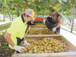 There are encouraging signs that this season’s kiwifruit crop will be a good one.