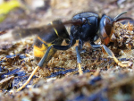 Yellow legged hornet. Photo Credit: Wikipedia Commons
