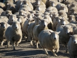 Statistics NZ is telling us that the country’s sheep flock is down to its lowest number since 1943.