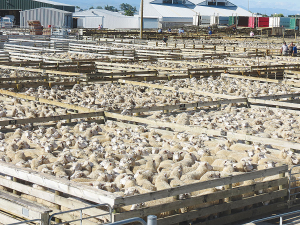 High farm input costs, a slow Chinese recovery and a flood of Australian lamb onto the global market are the main factors contributing to the tough times being faced by NZ’s sheep farmers.