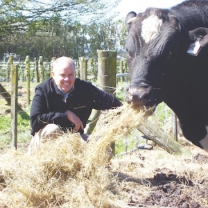 Heat tolerant Kiwi cows bound for the tropics