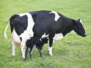 A well-stocked calving kit will save you making trips between the paddock and the shed.