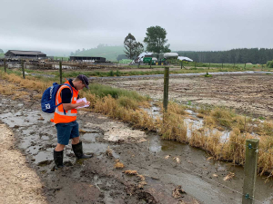 Waikato Regional Council officer noting scale of overflow of effluent from feed pad on a farm at Oruanui, north of Taupo.