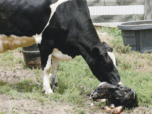 There has been a marked improvement in calving patterns, says LIC.