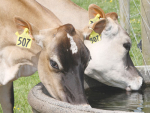Cows seek water up to six times a day.