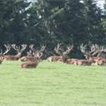 Frozen deer velvet excluded from FTA