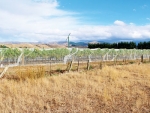 Vineyard in Marlborough.