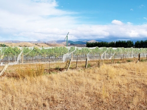 Vineyard in Marlborough.