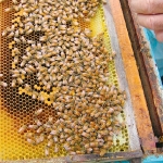 Varroa and virus insights 