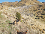 Recent rain fails to lift grass growth in North Canterbury