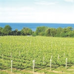 Kina Cliffs Wines