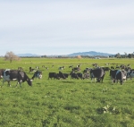 Reducing risk of milk fever