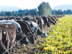 Fodder beet is widely grown on South Island farms.