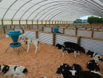 Young calves should be housed for at least four weeks to ensure they stay warm and are using their energy for growth.