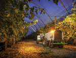 Electric Autonomous Tractors Changing NZ Viticulture
