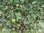 Large crop loads like this year can drain vines of carbohydrates required for spring growth. Thankfully though, the long autumn may have given the vines a welcome boost.