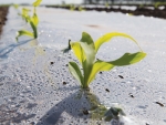 A greenhouse effect keeps the young maize seedlings in a warm and humid environment.