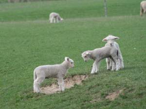 Lamb prices are continuing their record run.