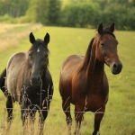 Equine industry signs up