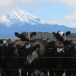 Taranaki a billion dollar producer