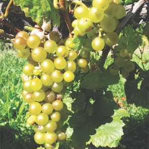 Powdery Mildew Resistance