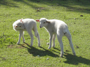 Hundreds of farmers around the country have entered over 650 lambs in the history of the Mint Lamb Competition.