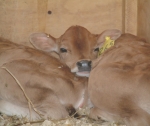 Getting heifer calves off to a flying start