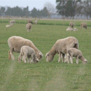 Sheep industry celebrates excellence