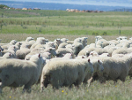 A South Canterbury farmer was fined $17,500 for starving and ill-treating his sheep.