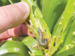 Maize and sweetcorn pest, fall armyworm.