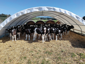 Improved early life nutrition has also been to shown to have positive benefits for beef animals.