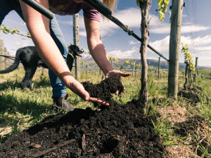 School House Vineyard, Gibbston Valley Wines.