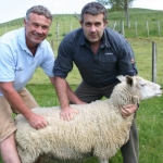 UK farmers get wider choice of NZ sheep genetics