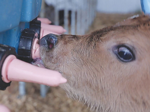 The practice of feeding calves once daily on limited volume of liquid feed is not acceptable for the first three weeks after birth, says NAWAC.