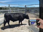 Farmers can determine the live weight of cattle using the LiDAR sensor on an iPhone.