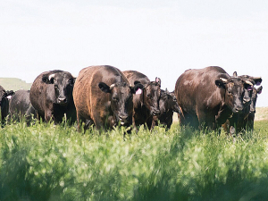 B+LNZ Urges Farmers to Prepare Now for El Nino Conditions