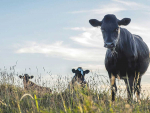 Beef cattle continue to increase