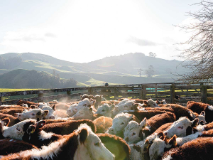 A lifestyle block farmer has been fined $3,500 after he was found to have starved 26 cows.